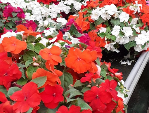 Pop up Plant Sales at Hansel