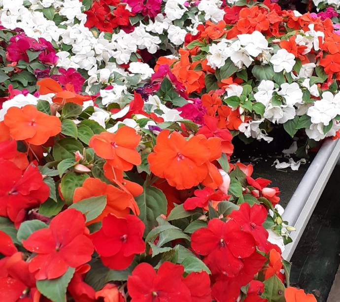 Pop up Plant Sales at Hansel  gallery 3