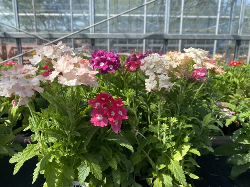 Hansel bedding plants, veg, herbs and hanging baskets are now on sale!