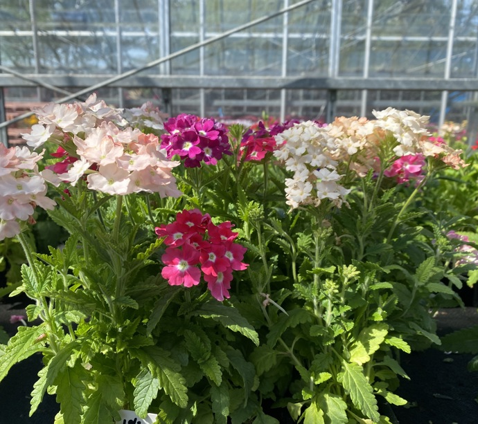 Hansel bedding plants, veg, herbs and hanging baskets are now on sale! gallery 1