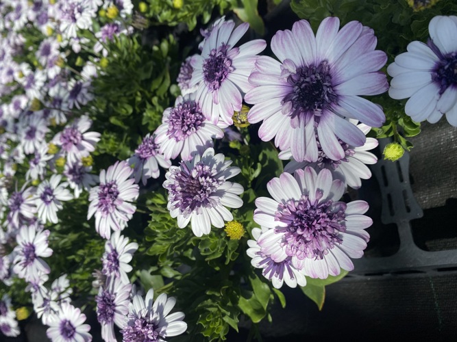 Hansel bedding plants, veg, herbs and hanging baskets are now on sale!