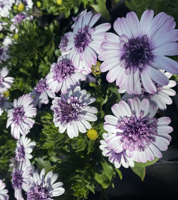 Hansel bedding plants, veg, herbs and hanging baskets are now on sale! gallery 3