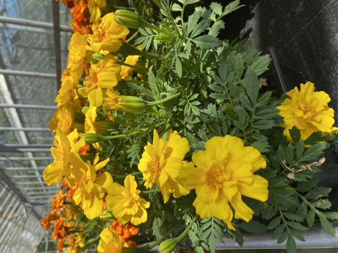 Hansel bedding plants, veg, herbs and hanging baskets are now on sale!