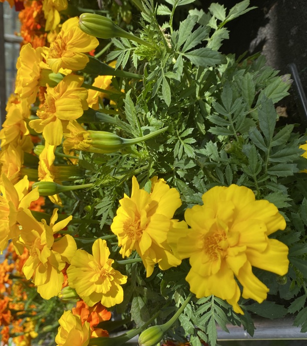 Hansel bedding plants, veg, herbs and hanging baskets are now on sale! gallery 4