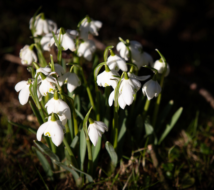 Hansel launches Spring offers gallery 1