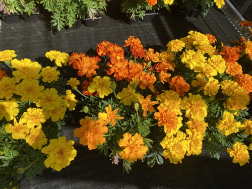 Hansel bedding plants, veg, herbs and hanging baskets are now on sale!