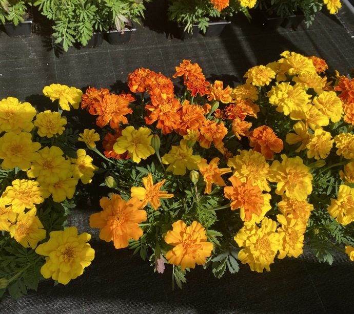 Hansel bedding plants, veg, herbs and hanging baskets are now on sale! gallery 2