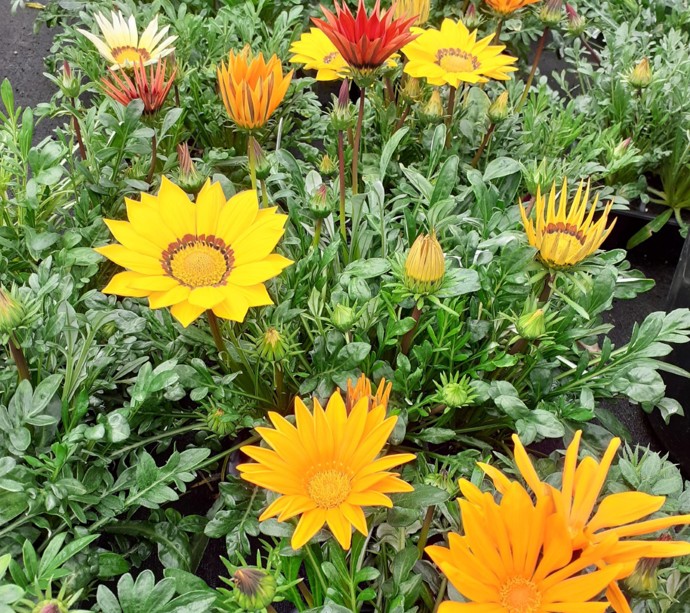 Pop up Plant Sales at Hansel  gallery 6