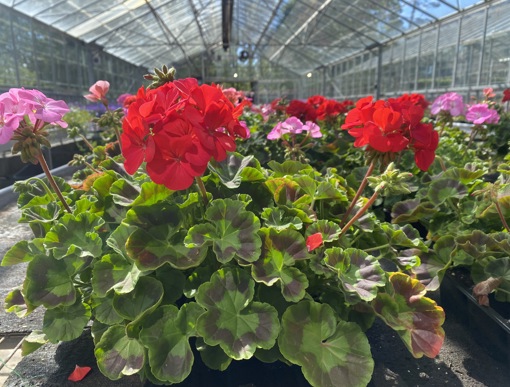 Hansel bedding plants, veg, herbs and hanging baskets are now on sale!