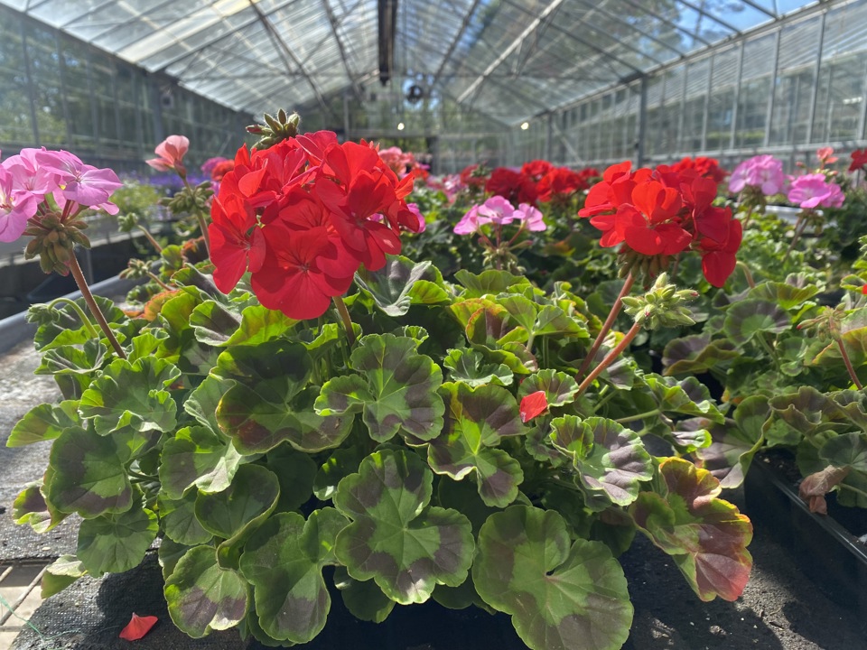 Hansel bedding plants, veg, herbs and hanging baskets are now on sale!
