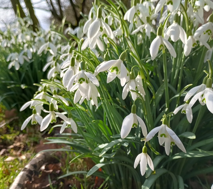 Hansel snowdrops for sale  gallery 0