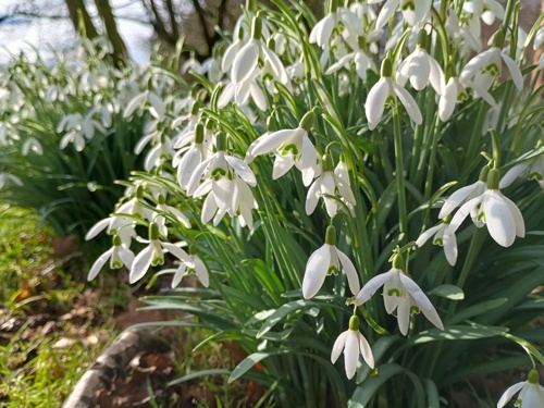Hansel snowdrops for sale 
