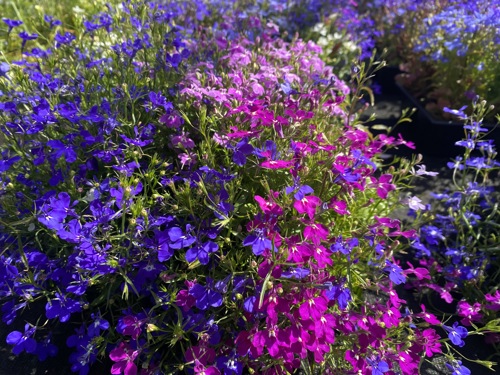 Hansel bedding plants, veg, herbs and hanging baskets are now on sale!