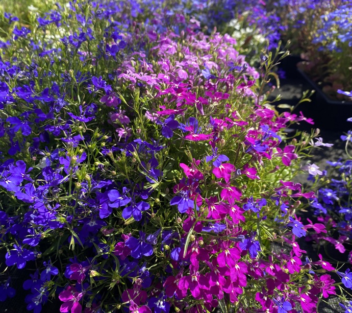Hansel bedding plants, veg, herbs and hanging baskets are now on sale! gallery 0