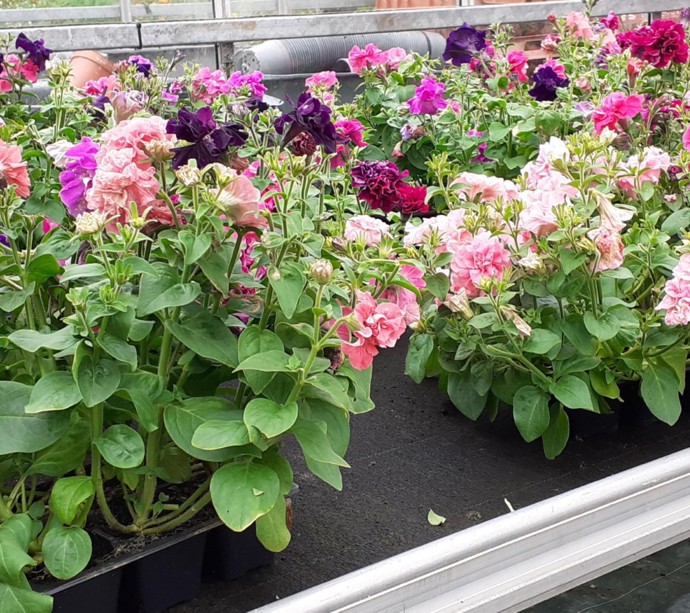 Pop up Plant Sales at Hansel  gallery 5