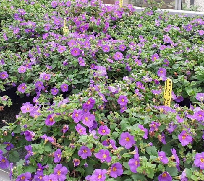 Pop up Plant Sales at Hansel  gallery 0