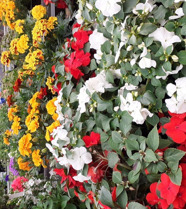 Pop up Plant Sales at Hansel  gallery 2