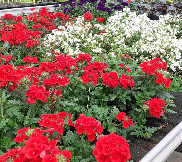 Pop up Plant Sales at Hansel  gallery 1