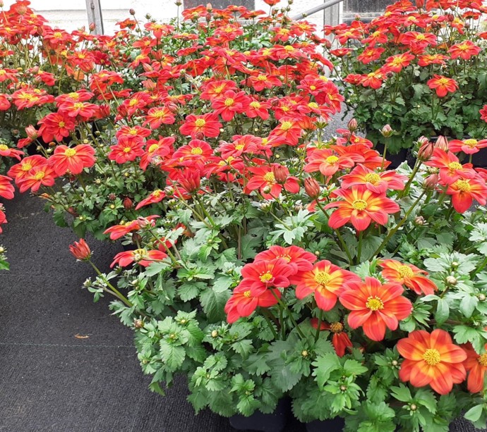 Pop up Plant Sales at Hansel  gallery 4